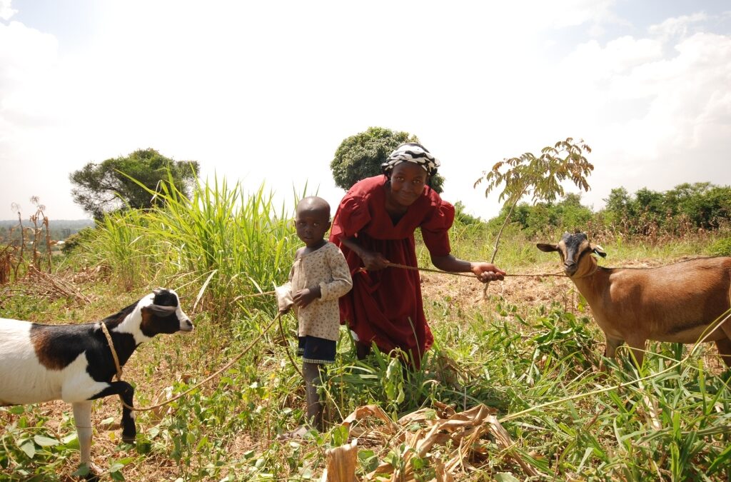Making vaccines available and accessible to women and other marginalized livestock farmers: The SheVax Story in East Africa